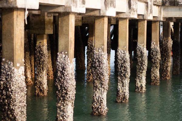 CementPilings1-1 (1)