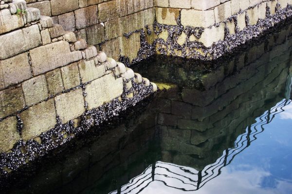 Wall,On,The,Coast,With,Mussels,Hatchlings,Clinging,To,The